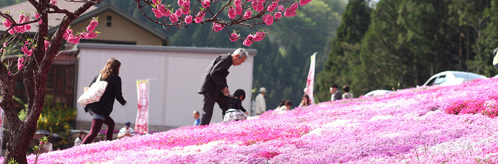 國田家の芝桜